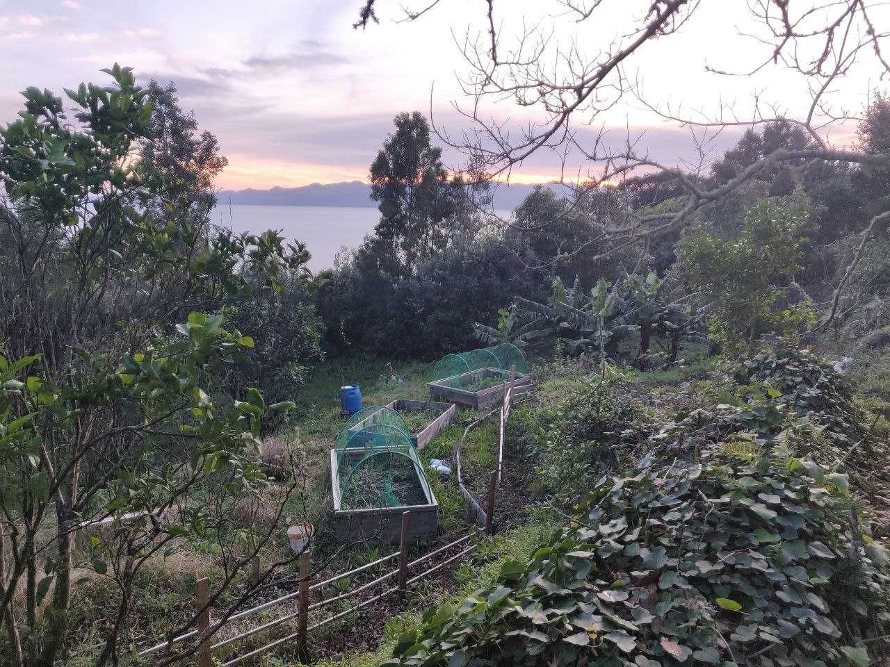 Terreno com pomar 3000m2