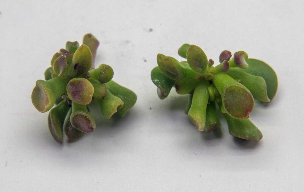 Красула Gimli. Денежное дерево Гимли. Толстянка