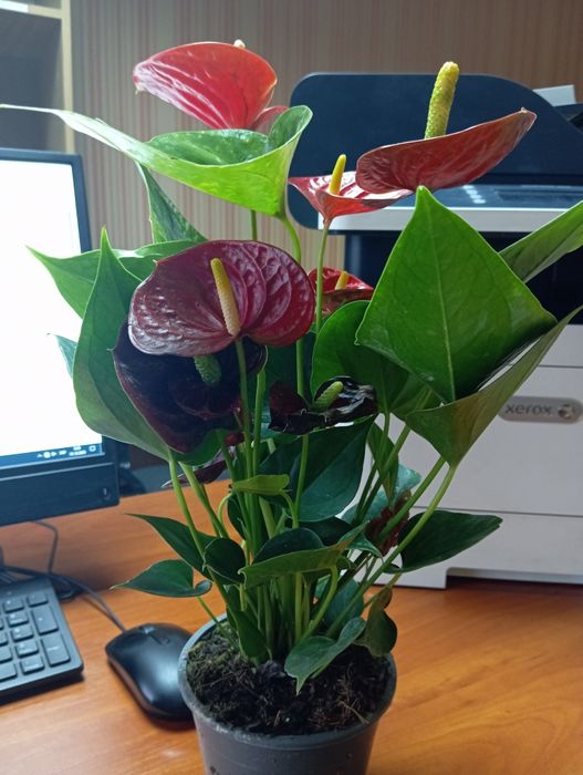 Продам антуріум червоний