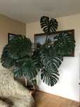 Monstera ponad 2,5m!