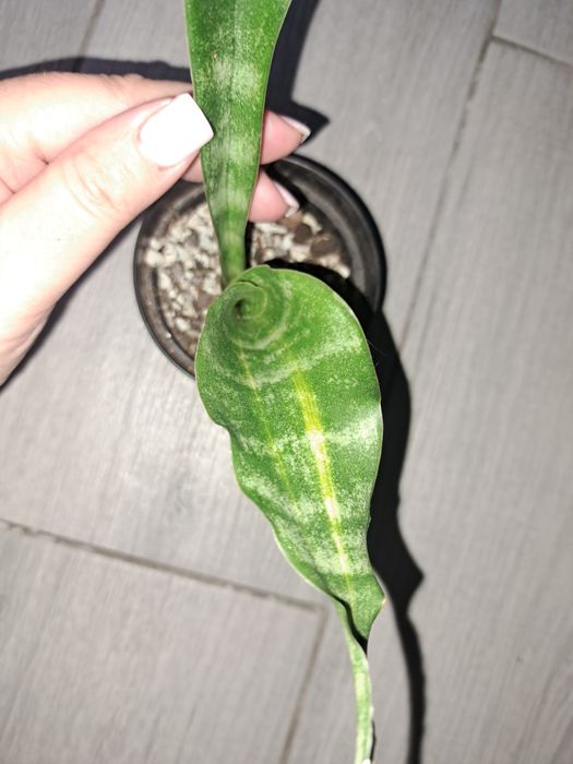 Аубрутіана варієгатна і аубрутіана nite lite