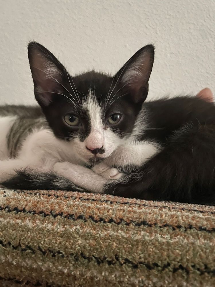 Gatinhas para adoção responsável
