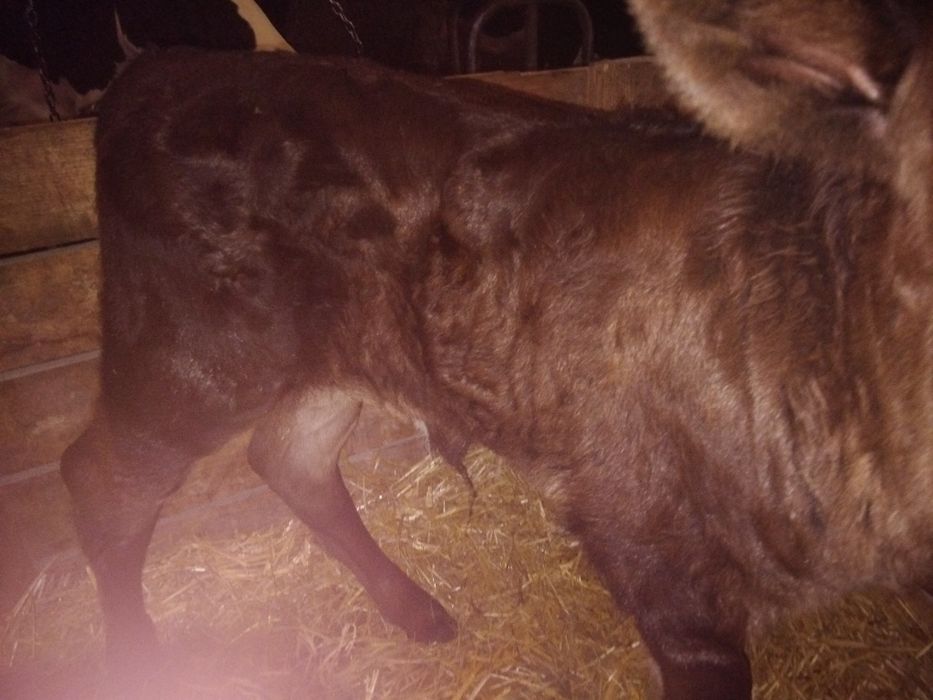 Witam posiadam na sprzedaż jaóweczkę