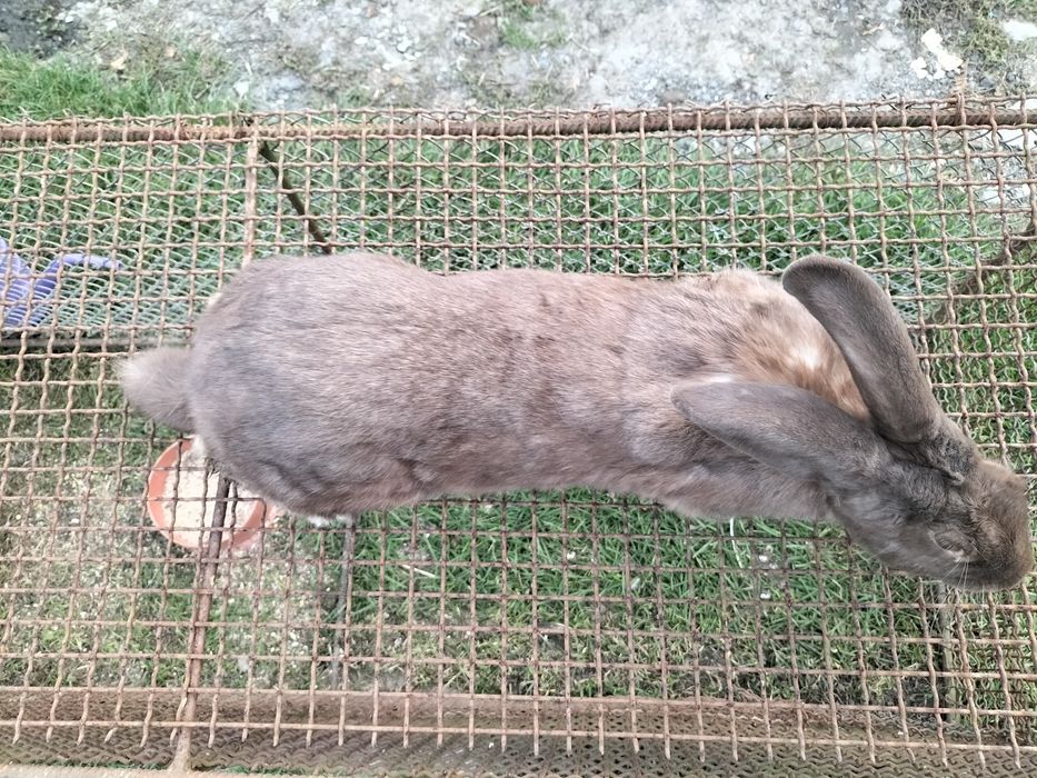 Sprzedam samca srokacz hawan