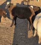 Borrego cruzado de Merino preto com Inra 401
