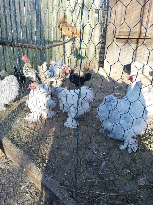 kochiny miniaturowy i sebrytki