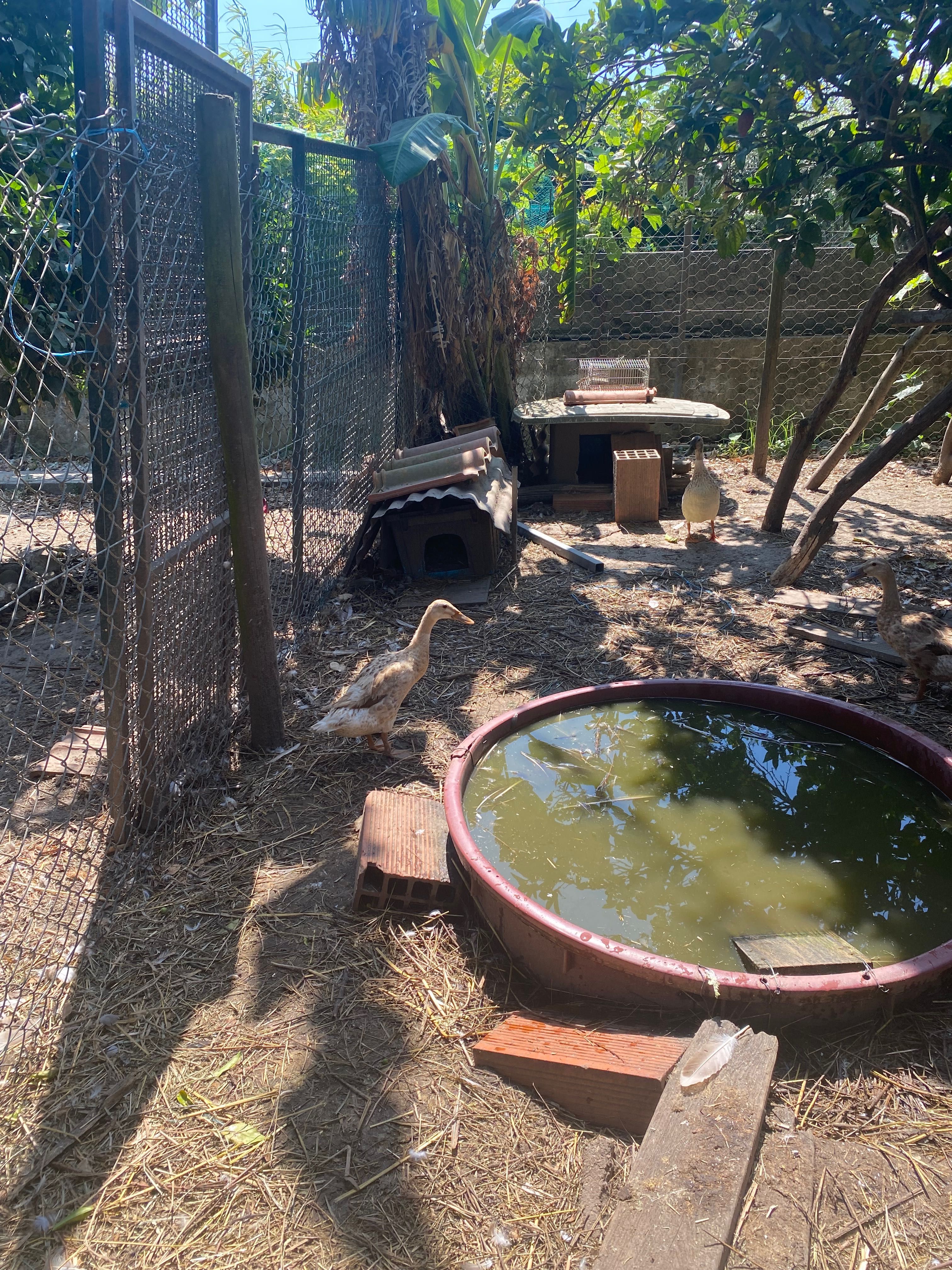 Tenho patos pinguins