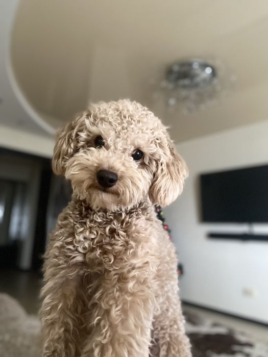 Кобель Мальтіпу чекає на дівчаток для в'язки