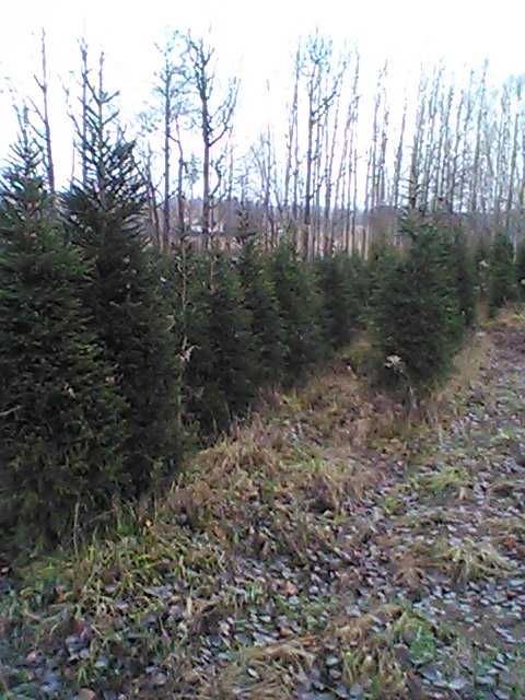 świerk pospolity formowany  , choinki świąteczne