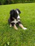 Piesek Border Collie
