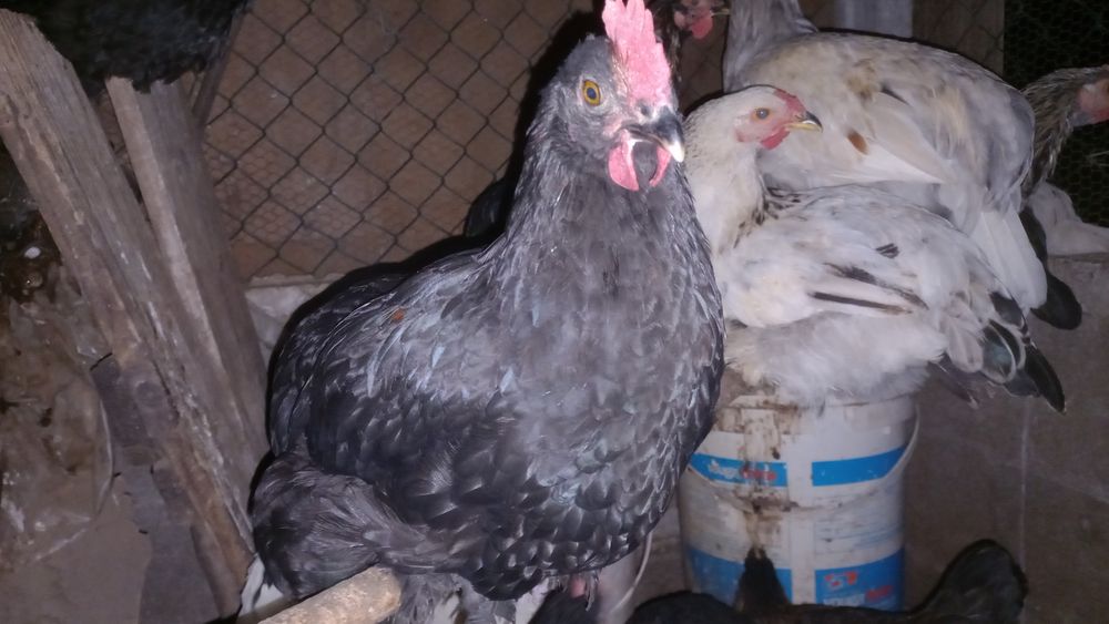 Vende se galinhas, frangos e patos