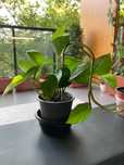 Epipremnum aureum (epipremnum złociste) - rozmiar L - 35-40 cm