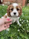 Cavalier King Charles Spaniel Sunia