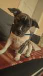 Mix buldoga francuskiego
