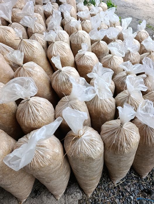 Продам грибные блоки вешенки