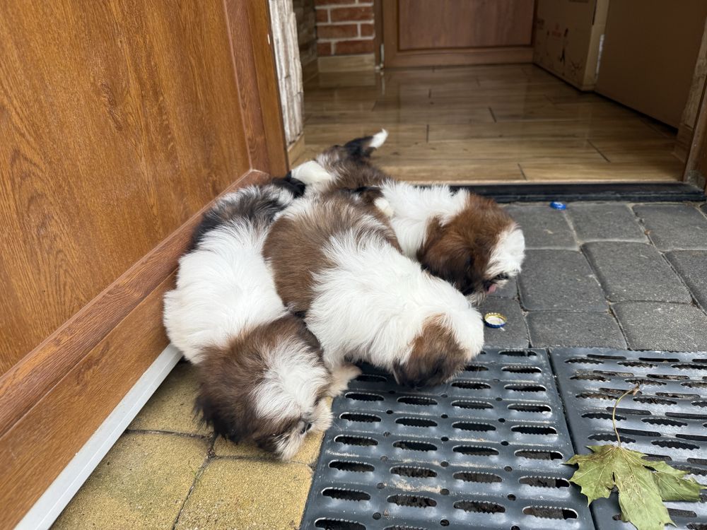 Shih-tzu szczeniak z rodowodem
