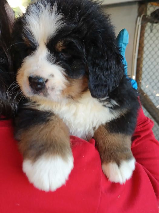 Bouvier Bernois LOP AFIXO