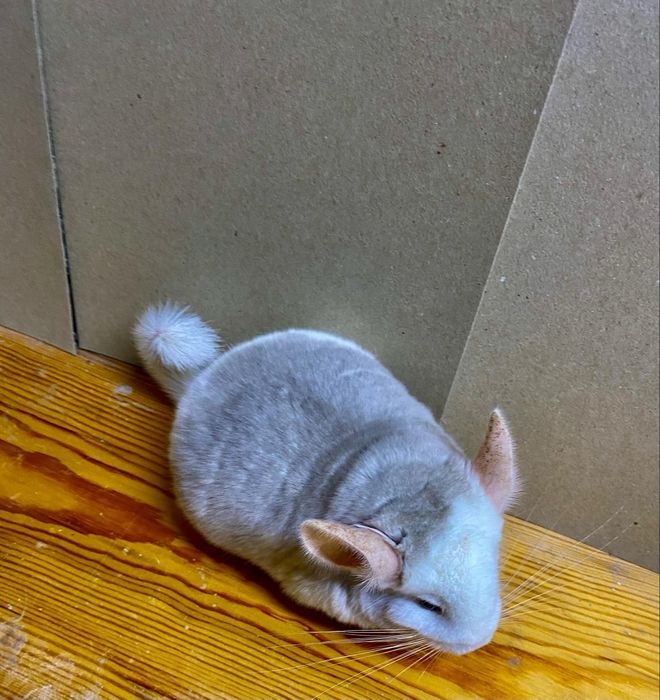 Szynszyl chinchilla szynszyla beż - biały mozaika eksteremalna extreme