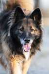 Piękny Trevor w typie owczarka do adopcji!