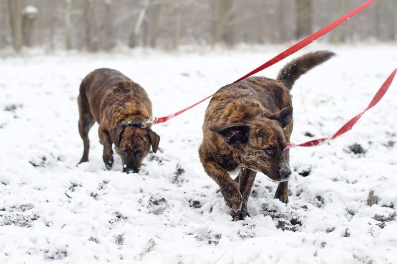 Hugo i Fado szukają rodziny