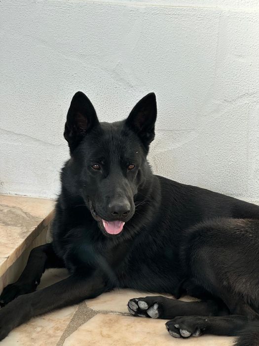 Cachorra fêmea pastora alemã 2 meses