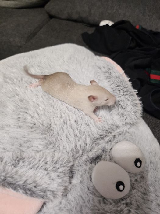 Szczur,Szczury,Szczurki