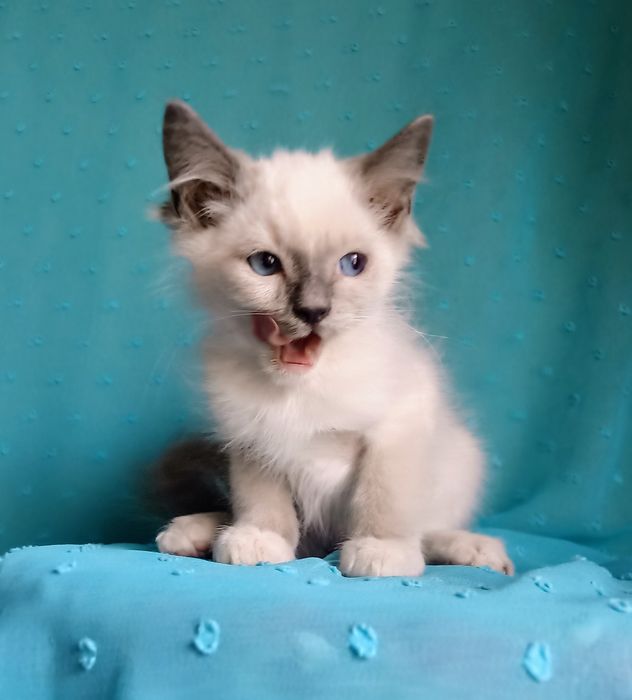 Kocurek Ragdoll z rodowodem i wyprawką