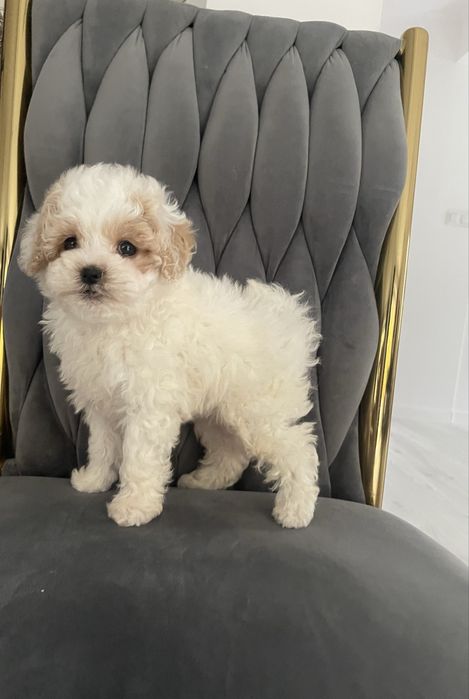 Maltipoo chłopczyk „Reksio”