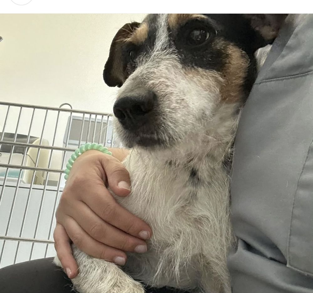Cãozinho 2 aninhos para adoção responsável