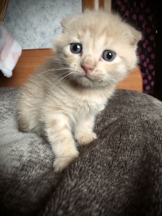 Котики вислоухие в люблячу сімʼю