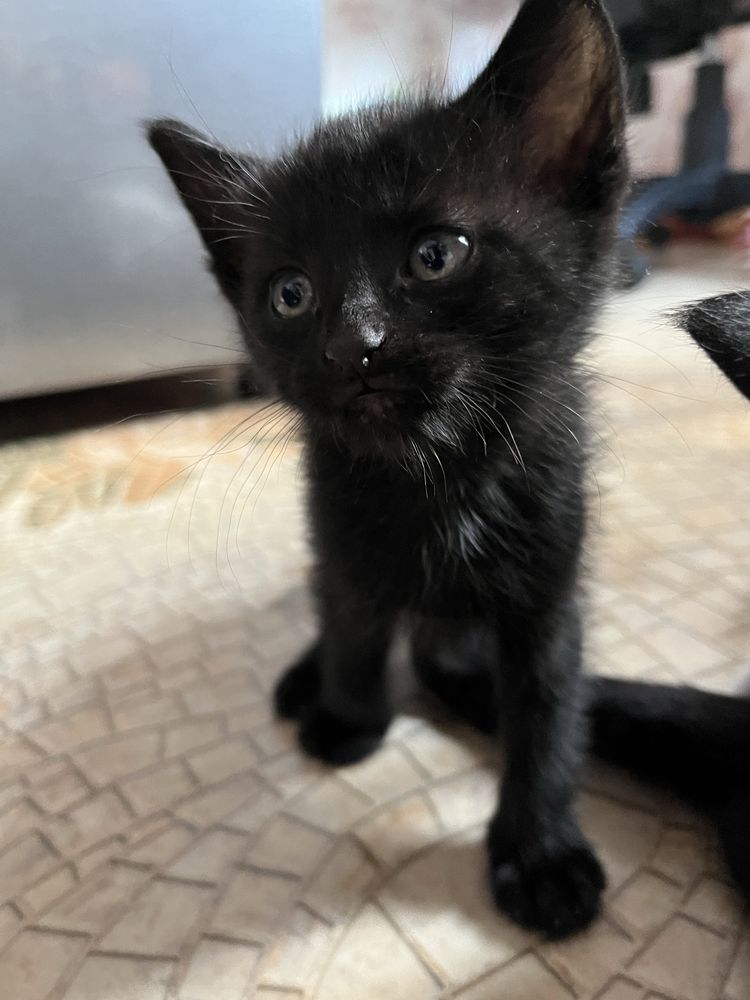 Котята, отдам котят