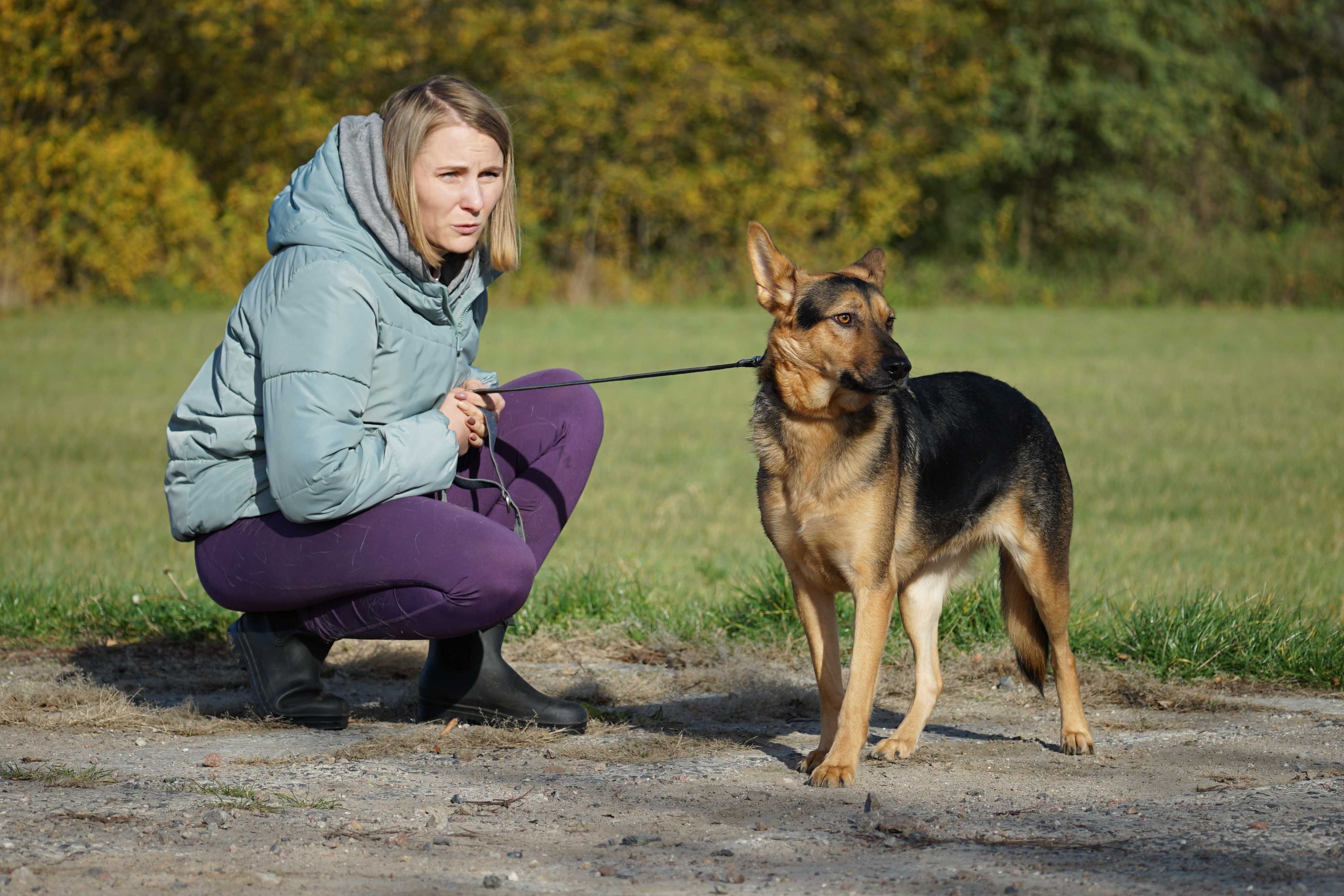 Bark - młody pies w typie owczarek niemiecki