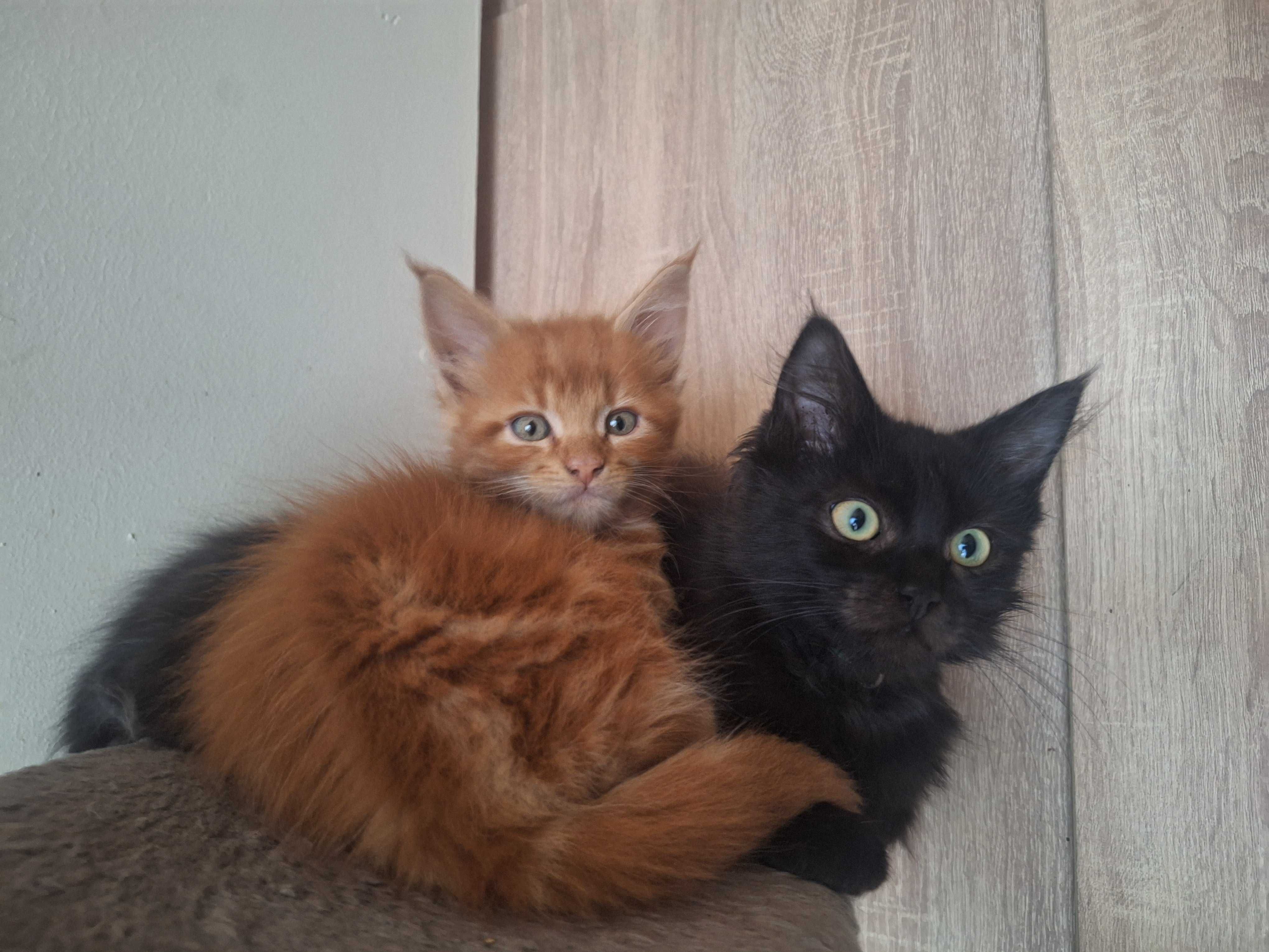 Kocurek Maine Coon czarny Krzyś Tigre Gato *PL