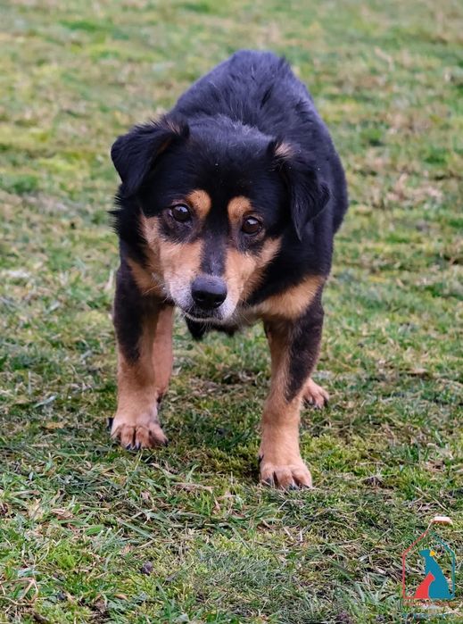 Żabcio 568/24 - SZUKA DOMU!