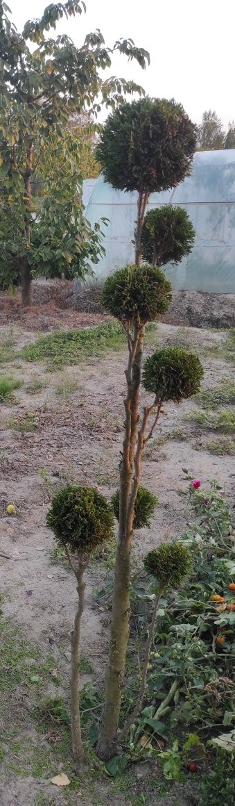 Tuje formowana, przycinane, spirale, bonsai