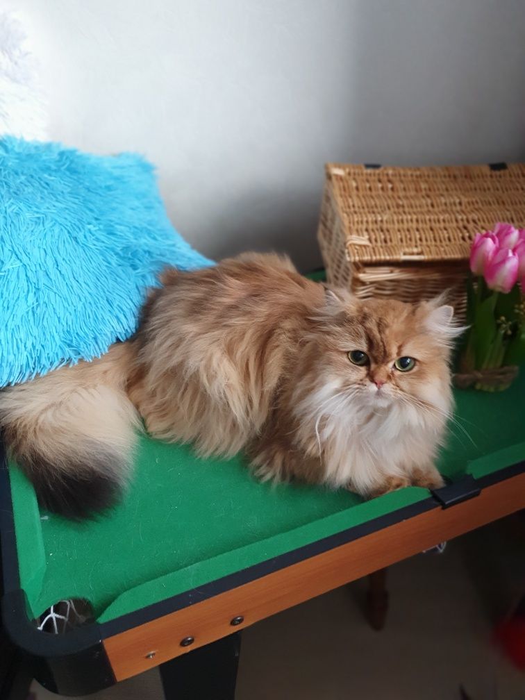 Золотая британская длинношерстная кошечка котята