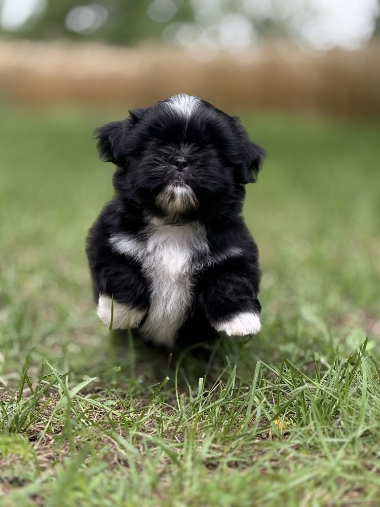 Shih tzu śliczny piesek Jambo