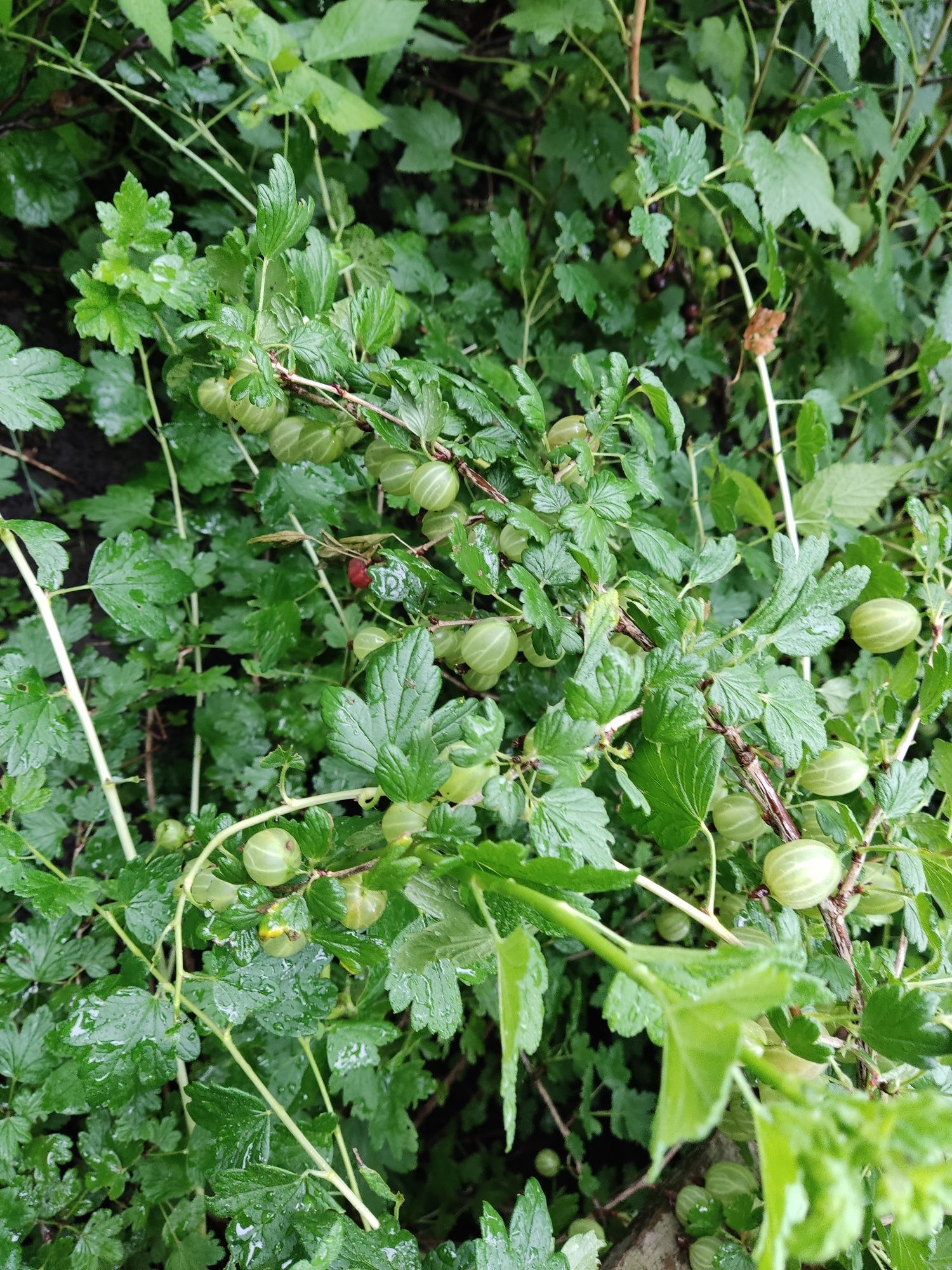 Саджанці Крыжовник (Аґрус) для саду крупна ягода