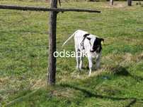 Odsadki od krowy mlecznej