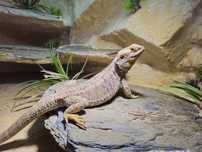 Agama brodata z terrarium 120x60x60