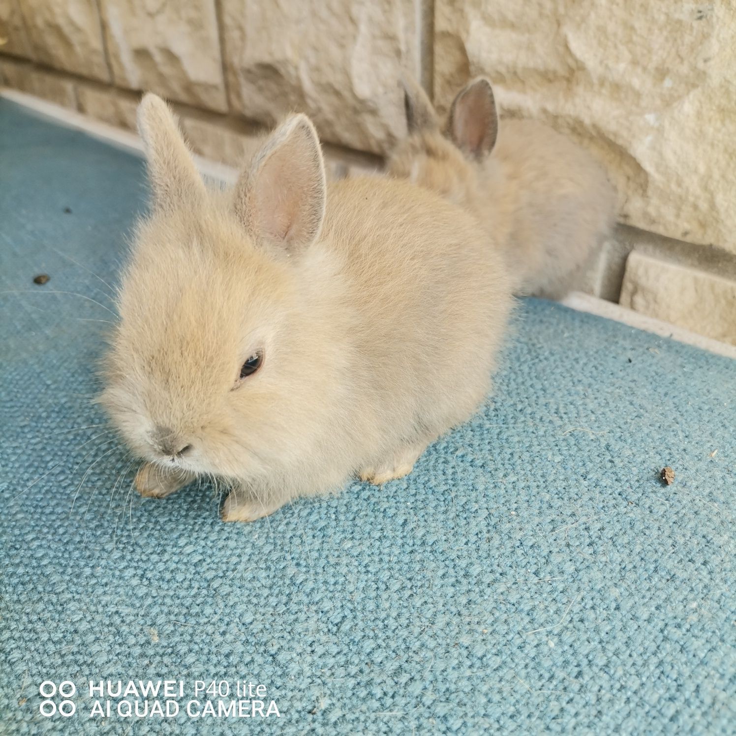 Coelhos Anões Toy