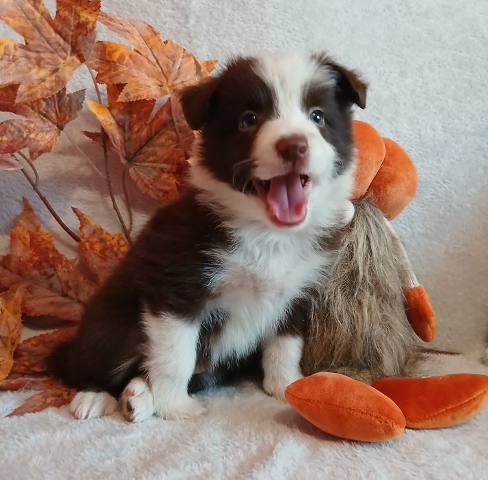 Border collie czekoladowo białe