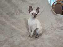 CORNISH REX - Dostępny kocurek o imieniu YETI Hodowla: MatiMalwa*PL