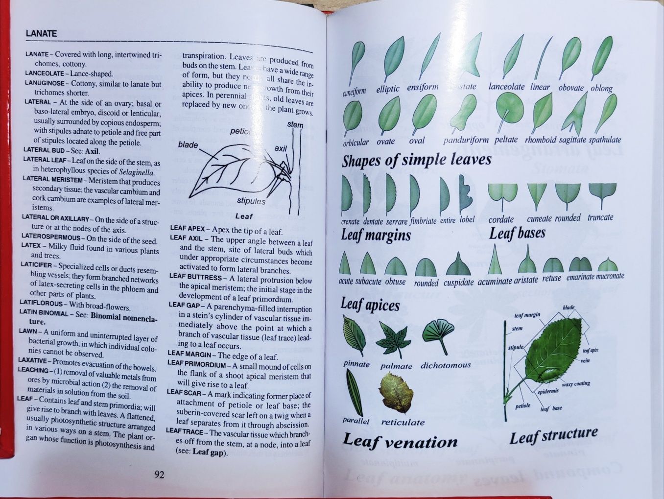 R.Gulko Explanatory dictionary of medical botany Тлумачний словник