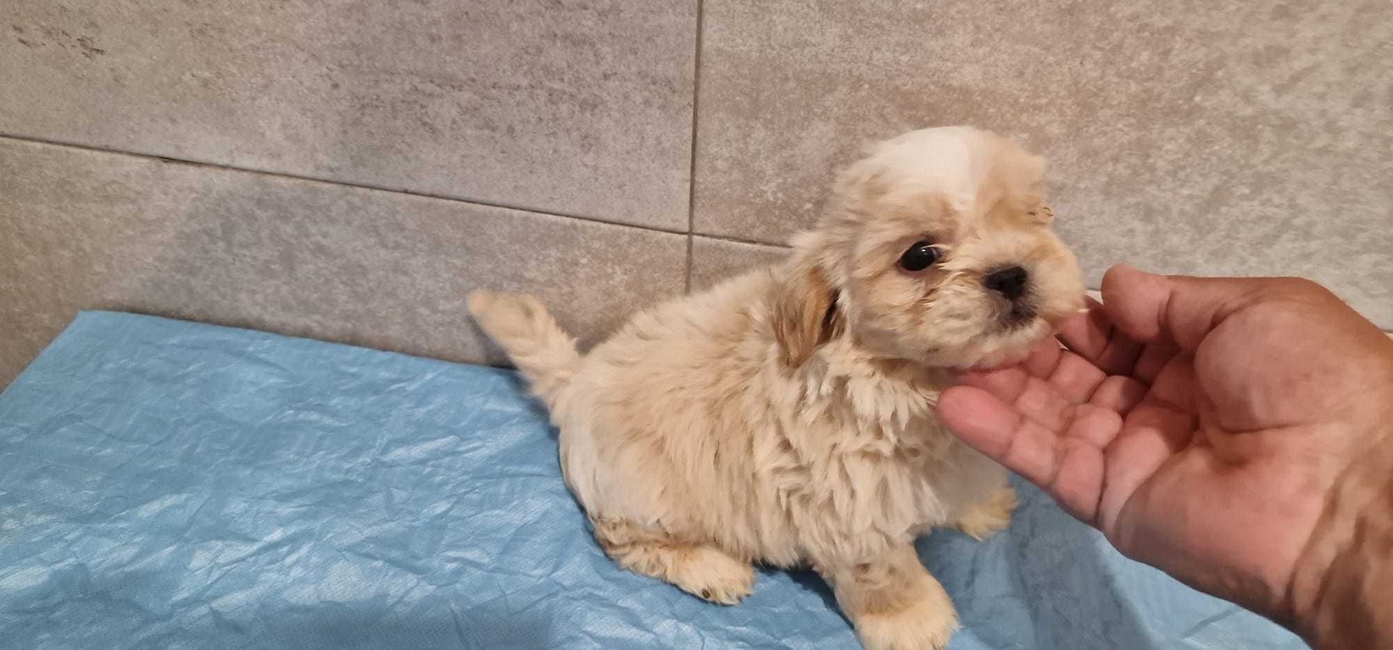 Shih tzu de pelo comprido excelente qualidade