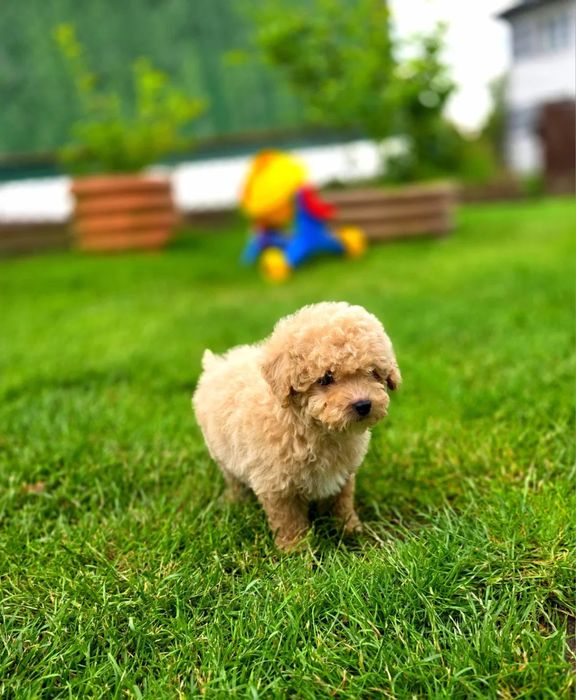 От 800€ Гипоаллергенные мини Мальтипу ф1 maltipoo щенята Мальтипу ф2