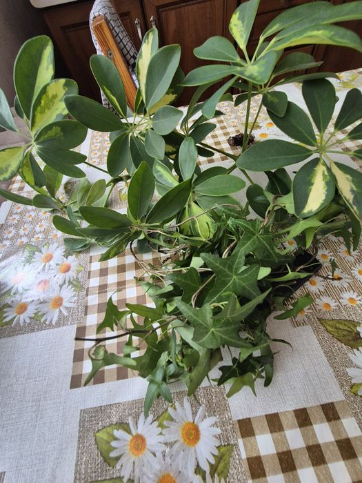 Philodendron silver ukorzenione odnóżki