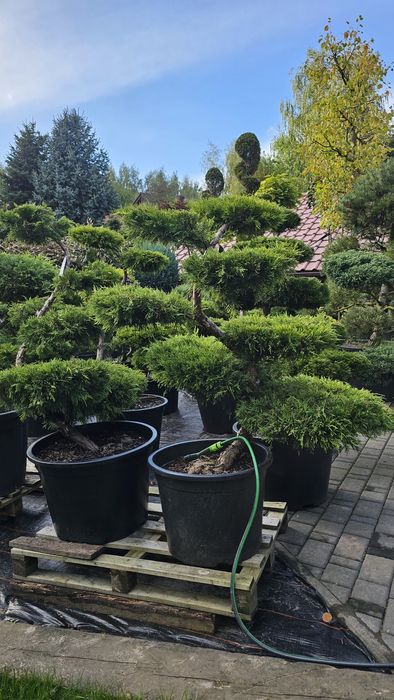 Bonsai jalowce hetz,cisy