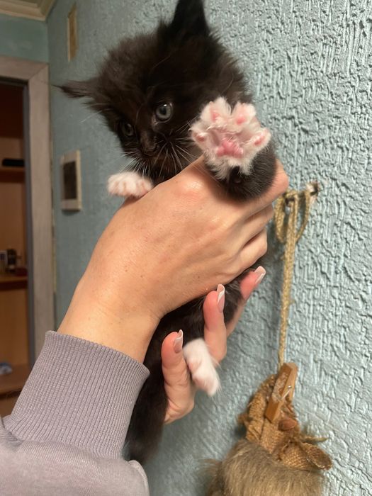 Кошенята мейн кун,дівчатка