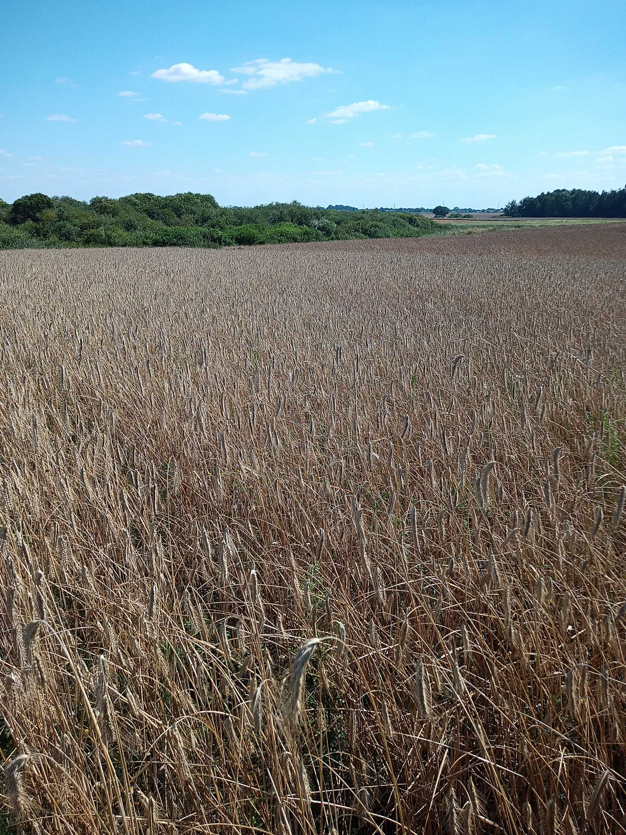 EKOLOGICZNE mąki: żytnia typ 720 - 10 kg + orkiszowa typ 500 - 10 kg